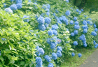 紫陽花見学(山県市)